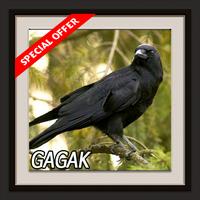 Burung Gagak Terbaru Cartaz