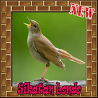 Suara Burung Sikatan Londo Terbaik Mp3 아이콘