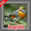 Burung Robin Terbaik Mp3 APK