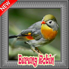 Burung Robin Terbaik Mp3 آئیکن