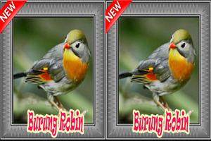 Burung Robin Terbaik Mp3 capture d'écran 3