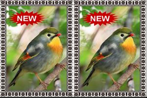 Burung Robin Terbaik Mp3 capture d'écran 1