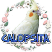 Calopsita cantando