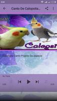 Calopsita - cantos e dicas capture d'écran 3