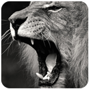 Lion roar sound APK