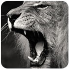 Lion roar sound biểu tượng
