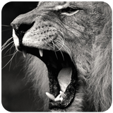 Lion roar sound icône