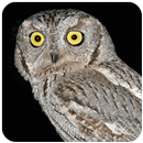 Owl Sound At Night APK