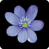 Naturpfad "La Senda" Samedan