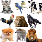 Animal voices آئیکن