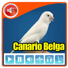 ikon Canario Belga Campainha Puro