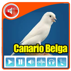 Canario Belga Campainha Puro icon