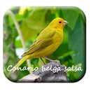 Canto canario belga salsa 2 APK