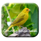 Canto canario belga salsa 2 ไอคอน