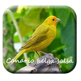 Canto canario belga salsa 2 icône