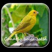 Canto canario belga salsa 2 โปสเตอร์