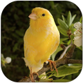 ”Canary Bird Sounds 2017