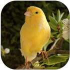 Top chant de canaris-icoon