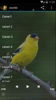 Top chant de canaris 海報