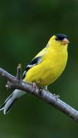 le chant des oiseaux canaris capture d'écran 1