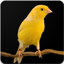 Canary Bird Sounds : Canary Singing APK