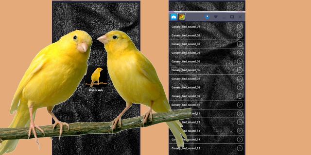 Android canary Android canary