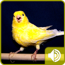 Canary Bird Sounds APK
