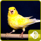Canary Bird Sounds アイコン