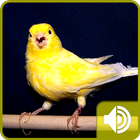 Canary Bird Sounds أيقونة