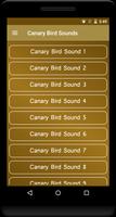 Canary Bird Sounds Affiche