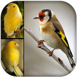 صوت طائر الحسّون والكناري