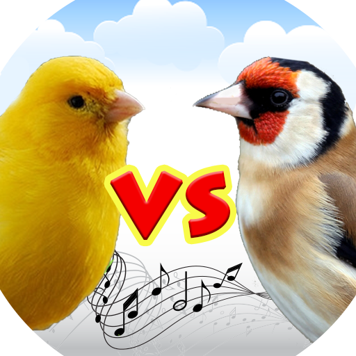 Canary vs goldfinch