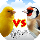 Canary vs goldfinch APK