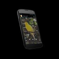 Canary vs goldfinch screenshot 2