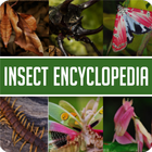 Animal Encyclopedia of Insects icon