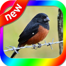 Canto Curio Praia Grande APK
