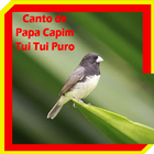 Canto de Papa Capim Tui Tui Puro MP3 icône