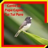 Canto de Papa Capim Tui Tui Puro MP3 capture d'écran 1