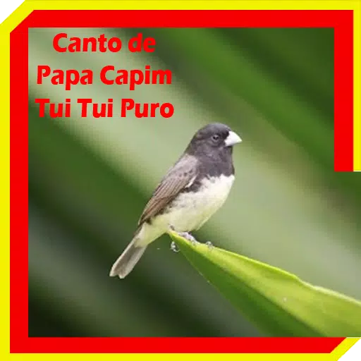 canto de papa capim comum