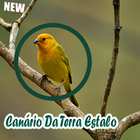 Canário Da Terra Estalo Mp3 आइकन