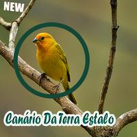 Canário Da Terra Estalo Mp3 Affiche