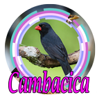 CANTO DO SIBITE CAMBACICA CLASSICO icon