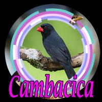 CANTO DO SIBITE CAMBACICA CLASSICO الملصق
