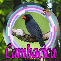 CANTO DO SIBITE CAMBACICA CLASSICO تصوير الشاشة 1