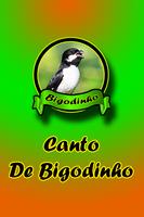 Canto De Bigodinho ảnh chụp màn hình 3