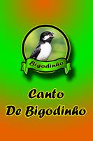 Canto De Bigodinho Poster