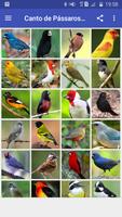 Canto de Pássaros offline Affiche