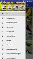 1 Schermata Canto de Pássaros offline