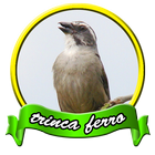 100+ Canto De Trinca Ferro icon