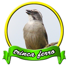 100+ Canto De Trinca Ferro ikona
